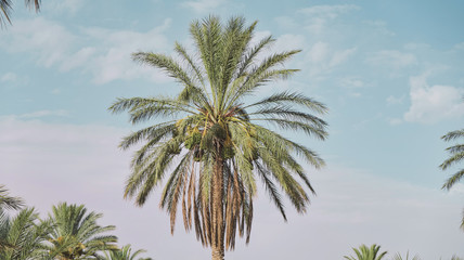 Un palmier seul en paysage