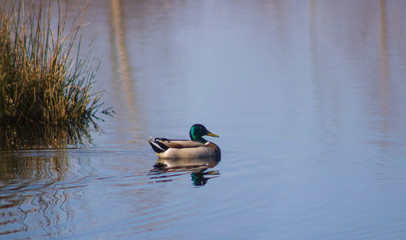 Schwimmende Ente im Moor Gewässer