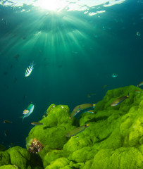 Fototapeta na wymiar Underwater photo of green algae and blue water with fish