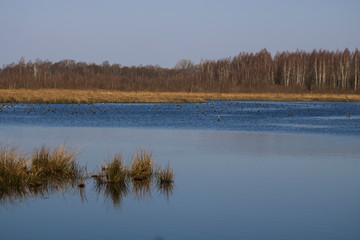 Idylisches Moor mit Gräsern