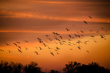 Bandada de aves sobre un cielo anaranjado durante el atardecer/ amanecer