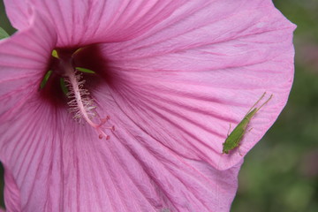 Rosa Hibiskus mit Grashüpfer © Gabi