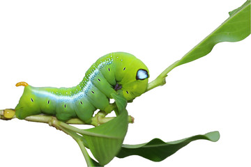 Close up green worm or Daphnis neri worm on the stick tree on isolated have path