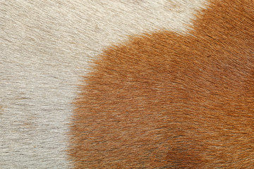 close up brown and white dog skin for animal texture and mammal pattern.
