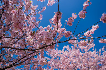 it blooms the flowers of the cherry tree into a beautiful pink color
