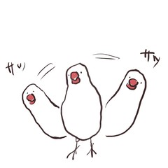 Obraz premium 体を左右に揺らす文鳥（白文鳥）