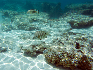 Tropical fish swimming