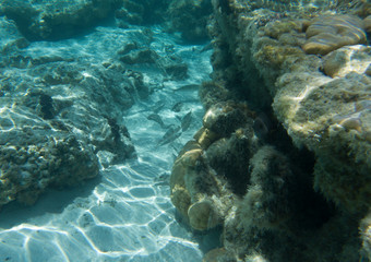 Tropical fish swimming