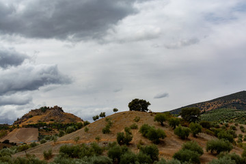 Andalusian landscape with yellow hills and green olive trees plantations