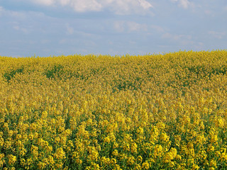 Beautiful blomming rape field in Aachen