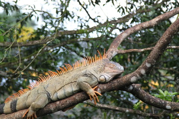 Wild Green Iguana, Costa Rica