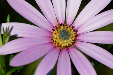 close up of pink flower