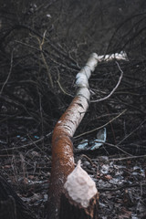 Obraz premium drzewo przegryzione przez bobry 