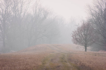 Obraz na płótnie Canvas drzewo w mlecznej mgle
