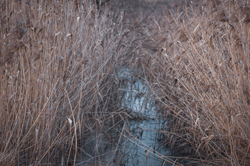 a small river in the middle of silence