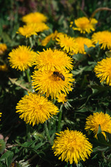 yellow dandelions bloom in the meadow, green spring meadow, many dandelions