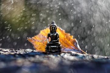 The little buddha under raindrops
