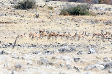 A group of springboks in Namibia