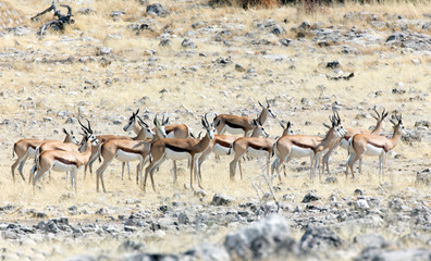 A group of springboks