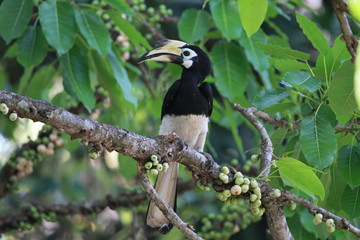 Oriental Pied Hornbill in Bali