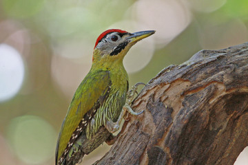 Scaly-bellied Woodpecker in Bali