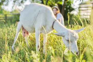 Obraz na płótnie Canvas White domestic farm goat on the lawn