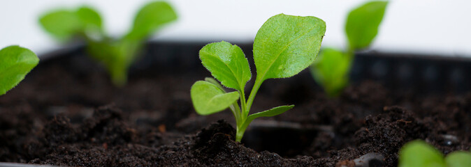Seedling in a pot close-up. Agriculture concept. Seedlings of flowers.