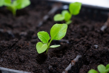 Seedling in a pot close-up. Agriculture concept. Seedlings of flowers.