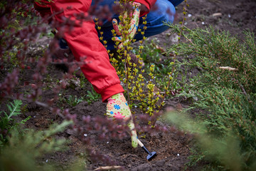 Naklejka premium Planting seedlings in the garden.