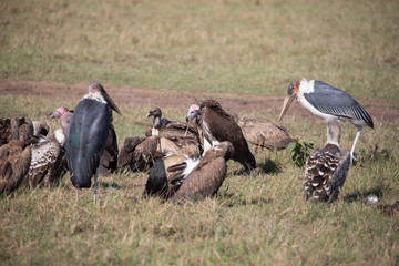 Vulture feast
