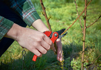 Pruning of trees by secateurs.
