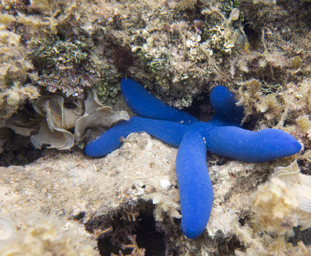 Photo of a blue starfish in the sea