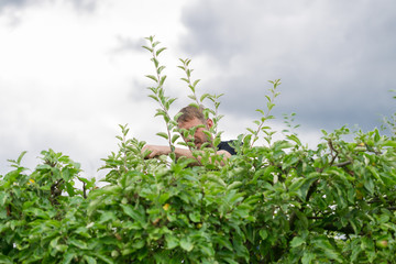 Mężczyzna pracuje w ogrodzie, przycina gałęzie drzewa jabłoni - obrazy, fototapety, plakaty