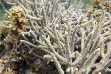 Naklejka na ściany i meble Close view of acropora corals