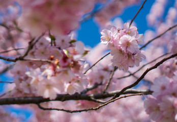 Fototapeta premium it blooms the flowers of the cherry tree into a beautiful pink color