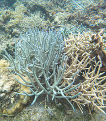 Close view of acropora corals