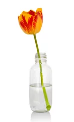 Fotobehang Beautiful "Prinses Irene" tulip in small glass bottle. Isolated on white background with clipping path. Blossoming tulip in glass vase. Orange - yellow tulip with stem. With vector path. © peter