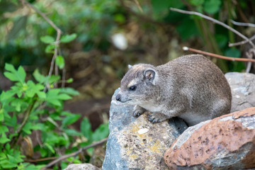 Rock Hyrax