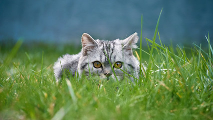 Naklejka na ściany i meble Kitten sitting in the grass.