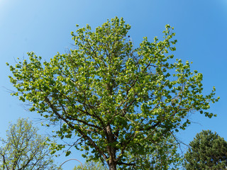 (Corylus colurna) Turkish hazel or Turkish filbert, ornamental tree with branches covered of first green leaves in early spring under a blue sky
