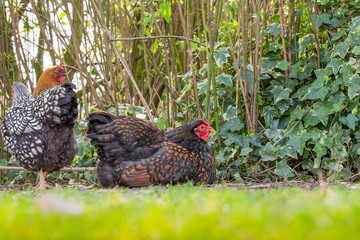 Ground level view of a broody hen seen sitting on a clutch of eggs outside her out of view chicken coop. One of a number of hens kept free and for there tasty eggs.