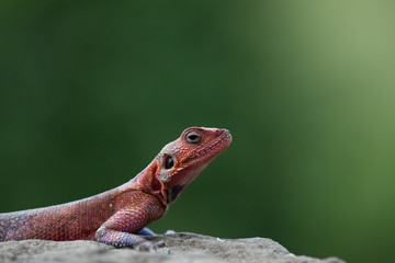 red-headed rock agama