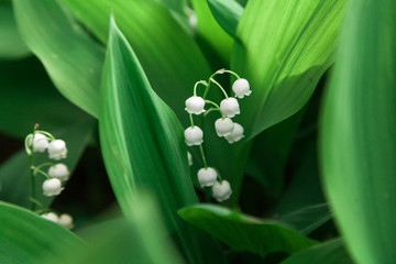 White lily of valley on green background