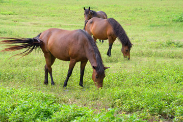 Three horses grazing in grassland.