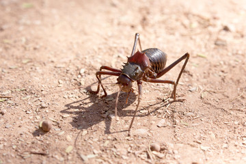 An insect is walking in the desert