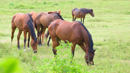 Fototapeta premium Five horses grazing in grassland.