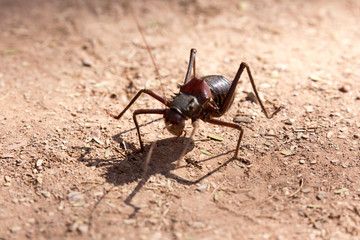 An insect is walking in the desert