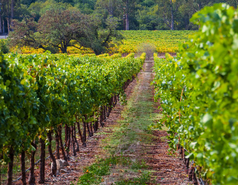 Sonoma Valley Vineyard,  Santa Rosa ,California, USA