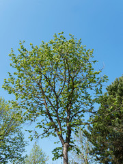 Young Turkish hazel (Corylus colurna) with slender and conical crown, straight trunk, pale grey-buff bark with corky texture
