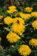 yellow dandelions bloom in the meadow, green spring meadow, many dandelions
